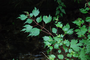 Boehmeria tricuspis, Shikoku, Japan