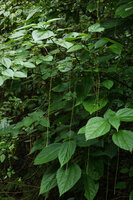 Boehmeria virgata subsp. macrophylla, Amani, East Usambara, Tanzania