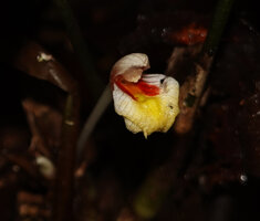 Boesenbergia sp., flower, Deramakot FR, Sabah, Borneo
