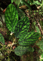 Boesenbergia variegata, creeping and flowering among mossy limestone rocks, Gunung Mulu NP, Sarawak, Borneo