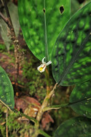 Boesenbergia variegata, flower, Gunung Mulu NP, Sarawak, Borneo