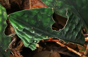 Boesenbergia variegata, velvety leaf surface due to dome shaped epidermal cells, Gunung Mulu NP, Sarawak, Borneo