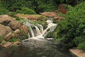 Bolbitis heudelotii and Anubias barteri on rocks in a small waterfall in their forest rheophytic habitat, Kribi, Cameroon