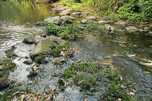 Bolbitis heudelotii and Anubias barteri on rocks in their rheophytic habitat, Kribi, Cameroun