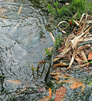 Bolbitis heudelotii emersed fronds and emerging old inflorescences of Crinum natans in their rheophytic habitat, Kribi, Cameroun