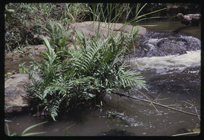 Bolbitis heudelotii, emersed rheophyte during the dry season, Lope, Gabon