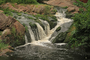 Bolbitis heudelotii on vertical rock faces in a small waterfall in its forest rheophytic habitat, Kribi, Cameroon