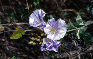 Bonamia spectabilis, flower detail, Isalo, Madagascar