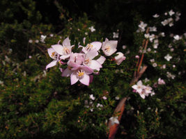 Boronia citriodora, flower close-up, Cradle Mountain, Tasmania