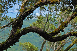 Branch bifurcations in Dipterocarpus sp. crown, observed from the Etoile des Cimes, Hinboun, Laos, Copyright Patrick Blanc