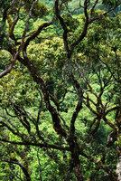 Branch zigzagging bifurcations of Dipterocarpus sp. in forest canopy, Phou Hin Poun NBCA, Khammouane, Laos