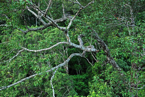 Branch bifurcations in the forest canopy, Hinboun, Laos, Copyright Patrick Blanc