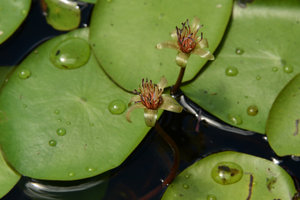 Brasenia shreberi, flowers, Atherton, Queensland, Australia