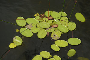 Brasenia shreberi, peltate leaves, Atherton, Queensland, Australia
