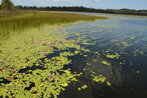 Brasenia shreberi population covering a lake surface, Atherton, Queensland, Australia
