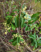 Bredemeyera lucida, flowering branch, Mountain Pine Ridge Reserve, Belize