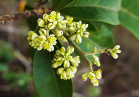 Bredemeyera lucida, inflorescence, Mountain Pine Ridge Reserve, Belize