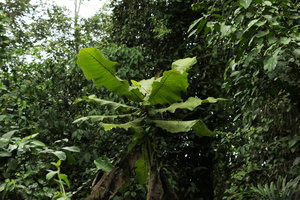 Brenandendron donianum (syn. Vernonia conferta) a monocaulous shrub at forest margin, Kribi, Cameroun