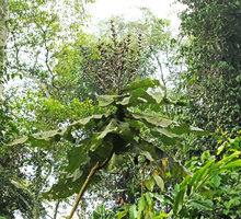 Brenandendron donianum (syn. Vernonia conferta) a monocaulous shrub with terminal paniculate inflorescence at forest margin, Kribi, Cameroun
