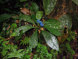 Bright blue drupaceous fruits of the monocaulous Chassalia northiana, Penrissen Range, 1000 m asl, Sarawak, Borneo