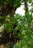 Bromeliaceae, black leaf base in Sierra do Mar, Brazil
