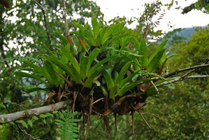 Bromeliaceae, black leaf base, Sierra do Mar, Brazil