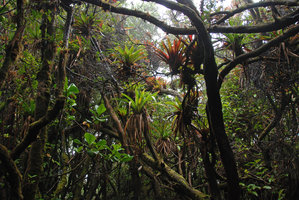 Bromeliaceae in cloud mossy forest, Poas, Costa Rica