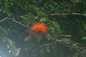 Brownea ariza along the beach,Terco, Nuqui, Choco, Colombia