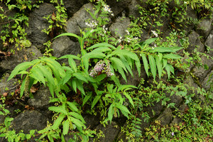Buddleja japonica on a stone wall along the road, Hakone, Japan