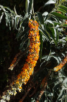 Buddleja polystachya, spike like panicle, Oromia, Ethiopia