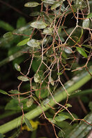 Bulbophyllum clandestinum, freely hanging from a tree branch in lowland rainforest understory, Malagufuk, Sorong, Papua