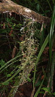 Bulbophyllum clandestinum, freely hanging from tree branch in lowland rainforest understory, Malagufuk, Sorong, Papua