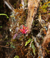 Robiquetia brevifolia, epiphytic on a mossy dead log, Horton Plains NP, Sri Lanka