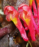 Robiquetia brevifolia, flowers, Horton Plains NP, Sri Lanka