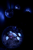 Bulles aux Begonias with the iridescent Begonia pavonina, Patrick Blanc&#039;s exhibition Folies Vegetales, Espace EDF Electra, Paris