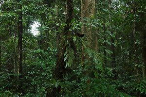 Burbidgea cf. stenantha as a low epiphyte, Danum Valley FR, Sabah, Borneo