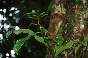 Burbidgea cf. stenantha, narrow green maturing seed pods, Danum Valley FR, Sabah, Borneo