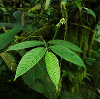 Burmeistera velutina, distichous leaves with deeply impressed veins and erect greenish flower, Mashpi FR, Pichincha, Ecuador