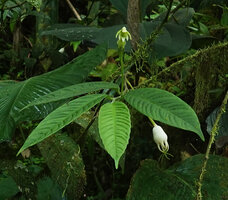 Burmeistera velutina, erect greenish flower and bright white hanging berry fruit, Mashpi FR, Pichincha, Ecuador