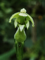 Burmeistera velutina, flower at anthesis, front view, Mashpi FR, Pichincha, Ecuador
