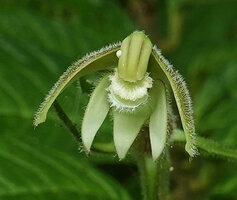 Burmeistera velutina, flower at anthesis, Mashpi FR, Pichincha, Ecuador