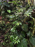 Burmeistera velutina in mossy forest habitat, long plagiotropic branches with white hanging fruits, Mashpi FR, Pichincha, Ecuador