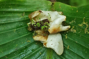 Burmeistera velutina, tiny seeds germinating in decaying fruit, Mashpi FR, Ecuador