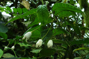 Burmeistera velutina, white long peduncled hanging berry fruits, Mashpi FR, Pichincha, Ecuador