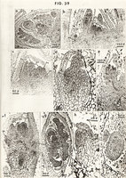 Thèse 3ème Cycle Patrick Blanc