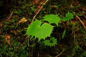 Cacalia adenostyloides, Mount Fuji 2200 m, Japan