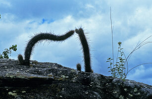Cacti falling in love, Ceara, Brazil