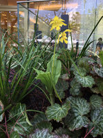 Calanthe sieboldii flowering in front of Gyre, Omote Sando, Tokyo, April 2016