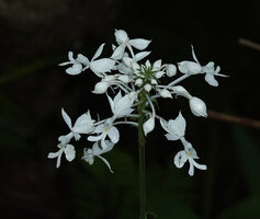 Calanthe triplicata, Kinabalu NP, 1500 m asl, Sabah, Borneo