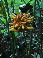 Calathea ornata, ripe infructescence, Candelaria Lodge, Alta Verapaz, Guatemala
